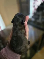 Mufasa, a male Poodle - Toy  for sale in Ottumwa, IA – Photo 2 of 2