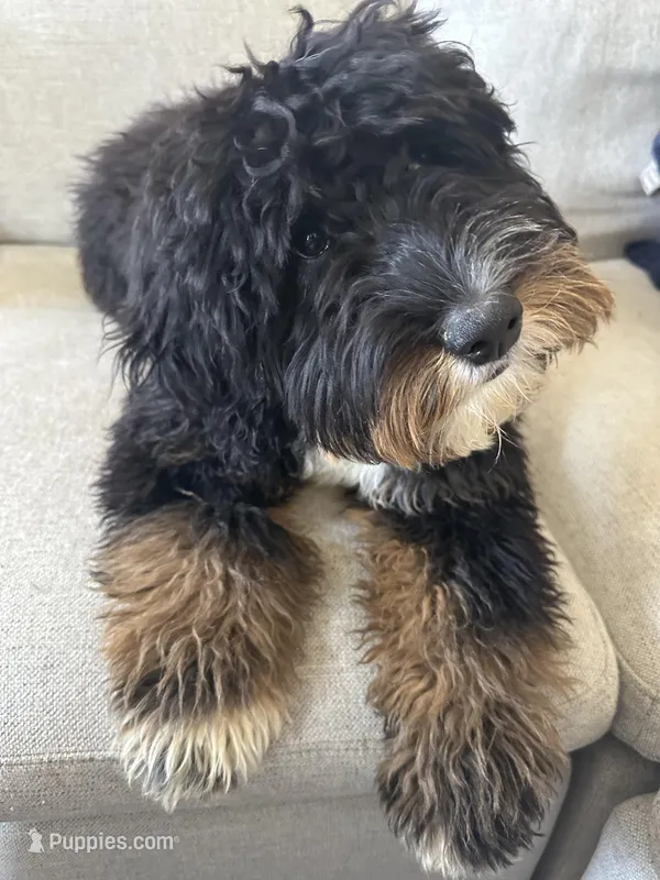 Moses – Bernese Mountain Dog, Poodle - Standard  puppy for sale in Hendersonville, TN