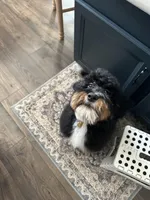 Moses, a male Bernese Mountain Dog and Poodle - Standard  for sale in Hendersonville, TN – Photo 2 of 3