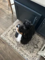 Moses, a male Bernese Mountain Dog and Poodle - Standard  for sale in Hendersonville, TN – Photo 3 of 3