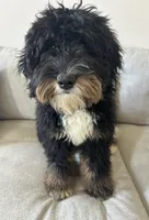 Moses, a male Poodle - Miniature  and Bernedoodle for sale in Hendersonville, TN – Photo 5 of 6