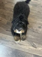 Moses, a male Poodle - Miniature  and Bernedoodle for sale in Hendersonville, TN – Photo 6 of 6