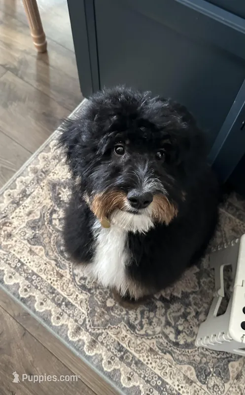 Moses – Bernese Mountain Dog, Poodle - Standard  puppy for sale in Hendersonville, TN