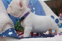 Pink Nougat AKC - Purple Collar, a male French Bulldog for sale in Nevada, TX – 3 of 6