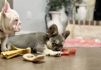 Tin Roof - AKC - red collar , a male French Bulldog for sale in Nevada, TX – 3 of 8
