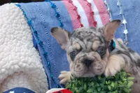 Cosmic Cookie AKC , a male French Bulldog for sale in Nevada, TX – 3 of 7