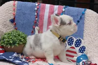Oatmeal cream pie - AKC - yellow collar , a female French Bulldog for sale in Nevada, TX – 2 of 8