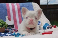 Pink Cheescake -AKC - pink collar , a female French Bulldog for sale in Nevada, TX – 5 of 9