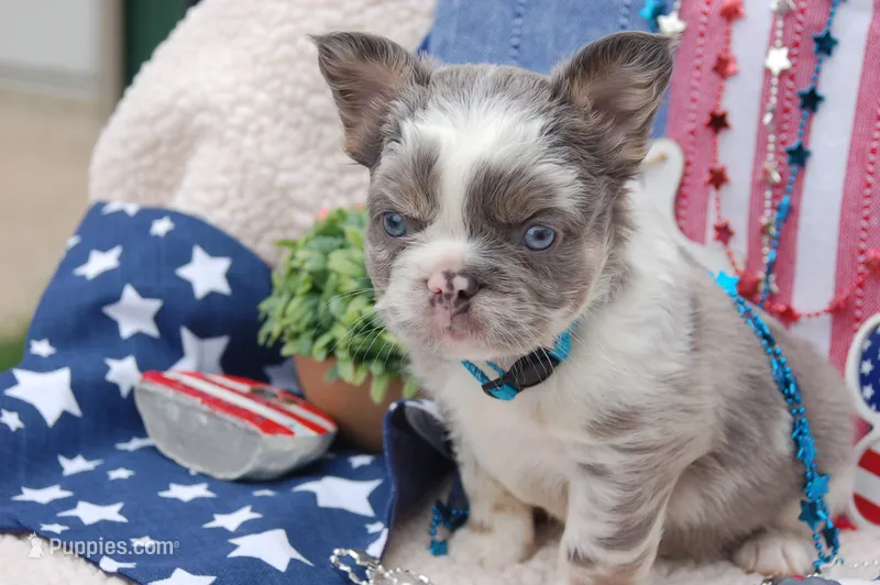 Moo-llennium crunch- blue collar  – French Bulldog puppy for sale in Nevada, TX