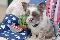 Moo-llennium crunch- blue collar , a male French Bulldog for sale in Nevada, TX – 1 of 7