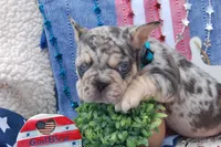 Cosmic Cookie AKC , a male French Bulldog for sale in Nevada, TX – 2 of 7