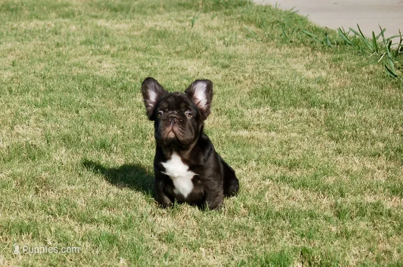 Nutella Truffles AKC - Teal Collar – French Bulldog puppy for sale in Nevada, TX