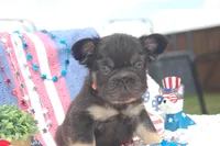 Brownie Smores AKC- orange collar, a male French Bulldog for sale in Nevada, TX – 3 of 5