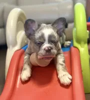 Moo-llennium crunch- blue collar , a male French Bulldog for sale in Nevada, TX – 1 of 10