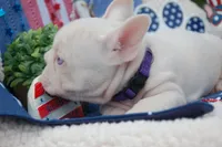 Pink Nougat AKC - Purple Collar, a male French Bulldog for sale in Nevada, TX – 6 of 6