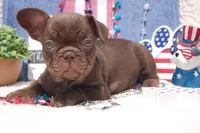 Pecan Toffee AKC- green collar, a male French Bulldog for sale in Nevada, TX – 2 of 5