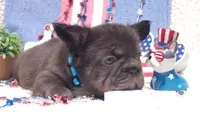 Nutella Truffles AKC - Teal Collar, a male French Bulldog for sale in Nevada, TX – 1 of 6