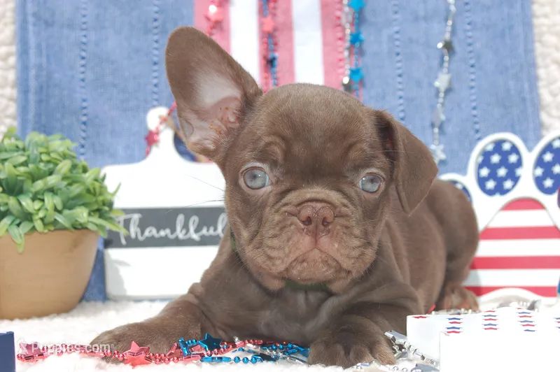 Pecan Toffee AKC- green collar – French Bulldog puppy for sale in Nevada, TX