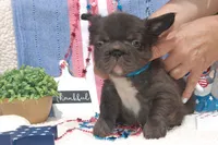 Nutella Truffles AKC - Teal Collar, a male French Bulldog for sale in Nevada, TX – 2 of 6