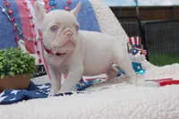 Pink Taffy - AKC - Hot Pink collar , a female French Bulldog for sale in Nevada, TX – 4 of 8