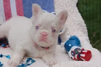 Pink Cheescake -AKC - pink collar , a female French Bulldog for sale in Nevada, TX – 3 of 9