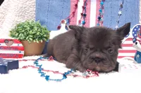 Nutella Truffles AKC - Teal Collar, a male French Bulldog for sale in Nevada, TX – 6 of 6