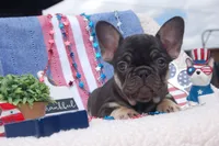 Fantasy Fudge - AKC - yellow collar, a female French Bulldog for sale in Nevada, TX – 2 of 7