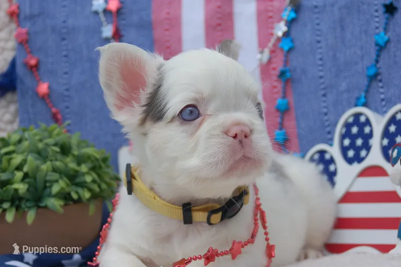 Oatmeal cream pie - AKC - yellow collar  – French Bulldog puppy for sale in Nevada, TX