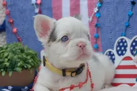 Oatmeal cream pie - AKC - yellow collar , a female French Bulldog for sale in Nevada, TX – 1 of 8