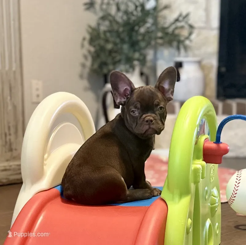Pecan Toffee AKC- green collar – French Bulldog puppy for sale in Nevada, TX
