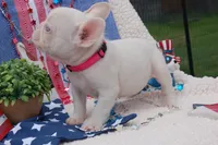 Pink Taffy - AKC - Hot Pink collar , a female French Bulldog for sale in Nevada, TX – 8 of 8