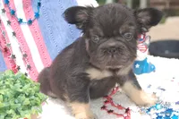 Brownie Smores AKC- orange collar, a male French Bulldog for sale in Nevada, TX – 2 of 5