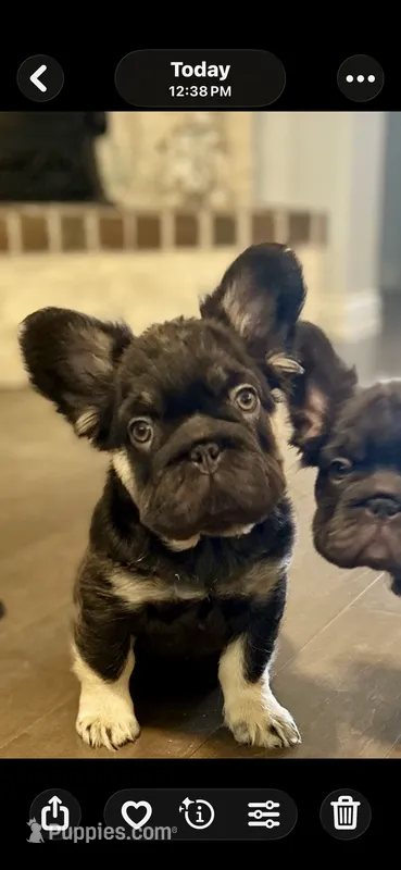 Brownie Smores AKC- orange collar – French Bulldog puppy for sale in Nevada, TX