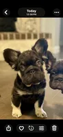 Brownie Smores AKC- orange collar, a male French Bulldog for sale in Nevada, TX – 1 of 8