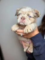 Stella AKC , a female French Bulldog for sale in Nevada, TX – 2 of 5
