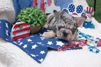 Cosmic Cookie AKC , a male French Bulldog for sale in Nevada, TX – 7 of 7