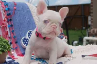 Pink Taffy - AKC - Hot Pink collar , a female French Bulldog for sale in Nevada, TX – 2 of 8