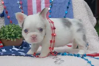 Oatmeal cream pie - AKC - yellow collar , a female French Bulldog for sale in Nevada, TX – 5 of 8