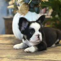 Sophie “AKC” 💞, a female French Bulldog for sale in Nevada, TX – 4 of 10
