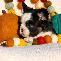 Sophie “AKC” 💞, a female French Bulldog for sale in Nevada, TX – 8 of 10