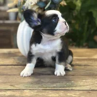 Sophie “AKC” 💞, a female French Bulldog for sale in Nevada, TX – 3 of 10