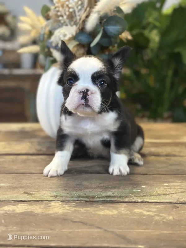 Sophie “AKC” 💞 – French Bulldog puppy on hold in Nevada, TX
