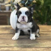 Sophie “AKC” 💞, a female French Bulldog for sale in Nevada, TX – 1 of 10