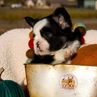 Sophie “AKC” 💞, a female French Bulldog for sale in Nevada, TX – 7 of 10