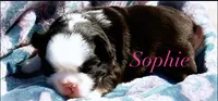Sophie “AKC” 💞, a female French Bulldog for sale in Nevada, TX – 9 of 10