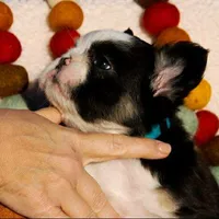 Sophie “AKC” 💞, a female French Bulldog for sale in Nevada, TX – 6 of 10