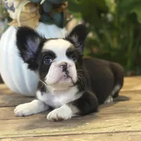 Sophie “AKC” 💞, a female French Bulldog for sale in Nevada, TX – 2 of 10