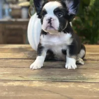 Sophie “AKC” 💞, a female French Bulldog for sale in Nevada, TX – 5 of 10