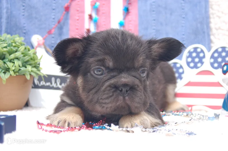 Brownie Smores AKC- orange collar – French Bulldog puppy for sale in Nevada, TX