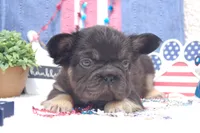 Brownie Smores AKC- orange collar, a male French Bulldog for sale in Nevada, TX – 1 of 5
